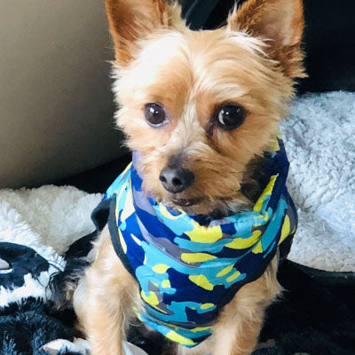 Premium Marine Camouflage Water Resistant Padded Gilet Style Dog Coat Chihuahua Clothes and Accessories at My Chi and Me