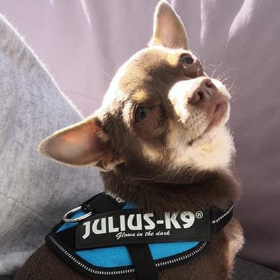 Julius K9 IDC Powerharness for Puppies and Chihuahuas Aquamarine - My Chi and Me
