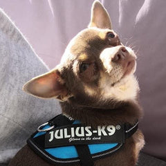 Julius K9 IDC Powerharness for Puppies and Chihuahuas Aquamarine - My Chi and Me