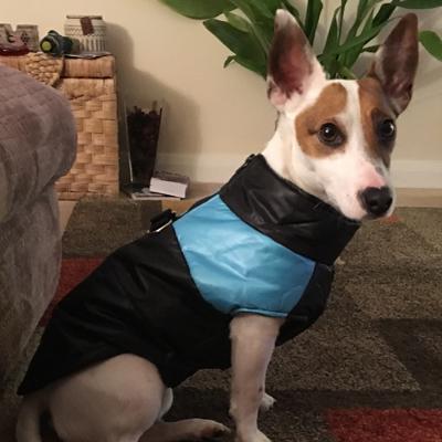 Gilet Style Small Dog Coat Black And Blue - My Chi and Me