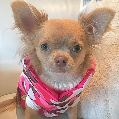 Chihuahua or Small Dog Coat Pink Camouflage Gilet - My Chi and Me