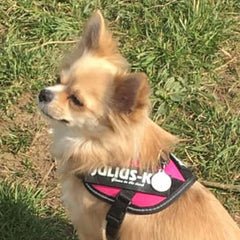 Julius K9 IDC Powerharness for Puppies and Chihuahuas Dark Pink - My Chi and Me
