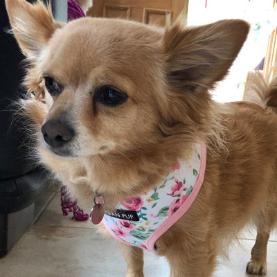 White Floral Cascade Harness by Urban Pup - My Chi and Me