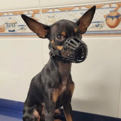 Chihuahua or Small Dog Soft Cage Muzzle Beige or Black