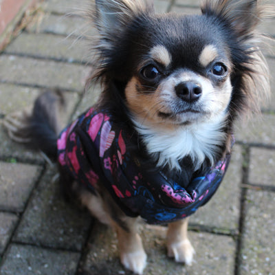Padded Small Dog Chihuahua Gilet Coat Stars & Hearts - My Chi and Me