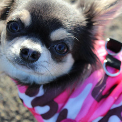 Chihuahua or Small Dog Coat Pink Camouflage Gilet - My Chi and Me