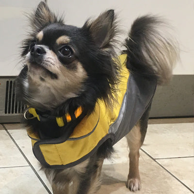 Small Dog Waterproof Reflective Adjustable Velcro Coat Yellow and Grey - My Chi and Me