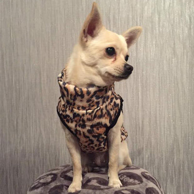 Premium Leopard Print Water Resistant Padded Gilet Style Coat Chihuahua or Small Dog - My Chi and Me