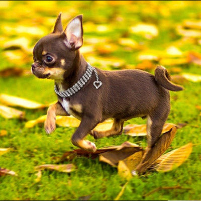 Chihuahua Super Bling Necklace Small Dog Swarovski Crystal Collar Chihuahua Clothes and Accessories at My Chi and Me