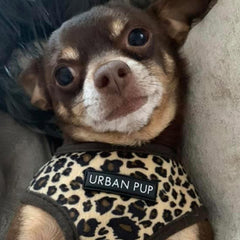 Leopard Print Harness by Urban Pup - My Chi and Me