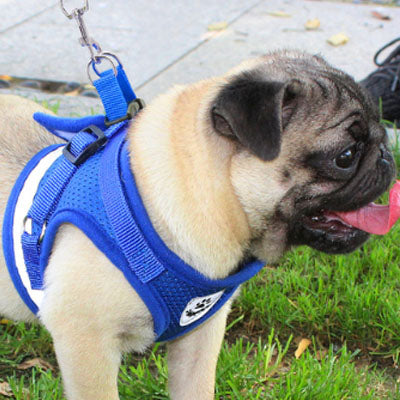 Small Dog Vest Harness and Lead Set Blue Mesh Reflective - My Chi and Me