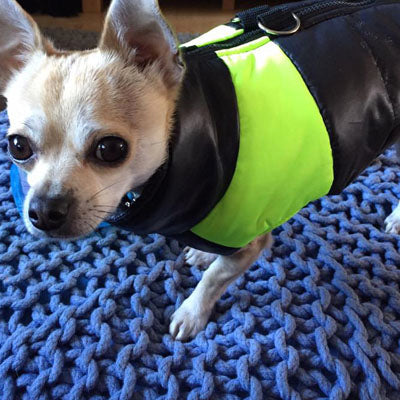 Gilet Style Small Dog Coat Black And Yellow - My Chi and Me