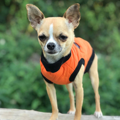 Water Resistant Padded Quilted Orange Dog Gilet Chihuahua Clothes and Accessories at My Chi and Me