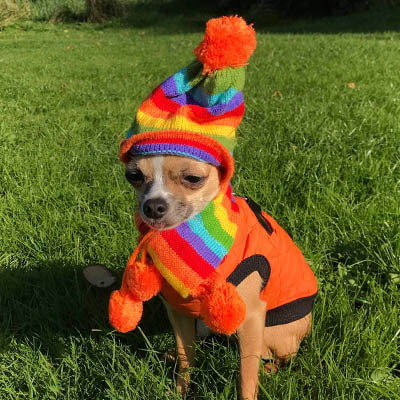 Water Resistant Padded Quilted Orange Dog Gilet Chihuahua Clothes and Accessories at My Chi and Me
