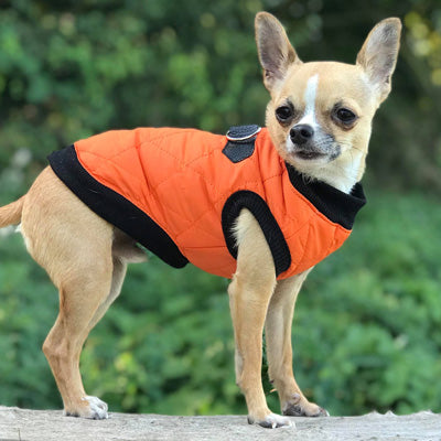 Water Resistant Padded Quilted Orange Dog Gilet Chihuahua Clothes and Accessories at My Chi and Me