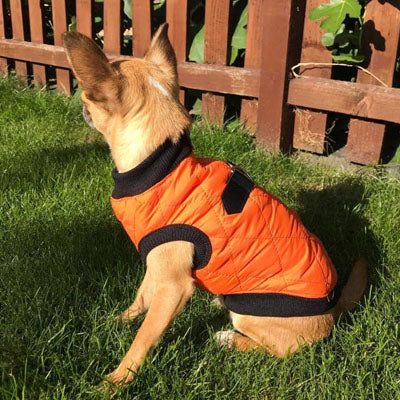 Water Resistant Padded Quilted Orange Dog Gilet Chihuahua Clothes and Accessories at My Chi and Me