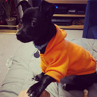 Chihuahua or Small Dog Hoodie Style Sweatshirt 6 Colours