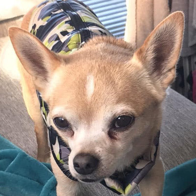 Chihuahua or Small Dog Coat Jungle Camouflage Gilet - My Chi and Me