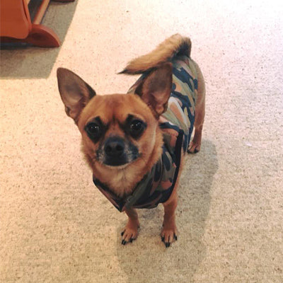 Chihuahua or Small Dog Coat Green Camouflage Gilet - My Chi and Me