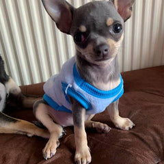 Chihuahua Puppy Fluffy Blue and White Spot Vest with Penguin Motif 5 Sizes - My Chi and Me