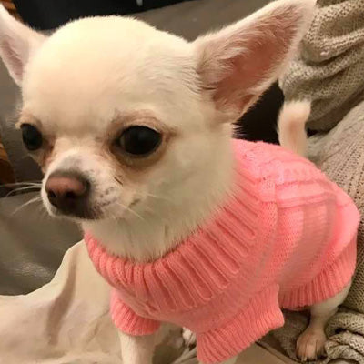 Small Dog Soft Pink Cable Knit Chihuahua Puppy Jumper 5 SIZES Chihuahua Clothes and Accessories at My Chi and Me