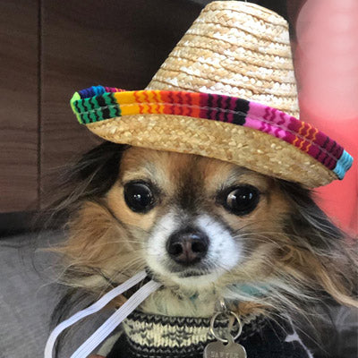 Small Dog Chihuahua Mexican Sombrero Hat Chihuahua Clothes and Accessories at My Chi and Me