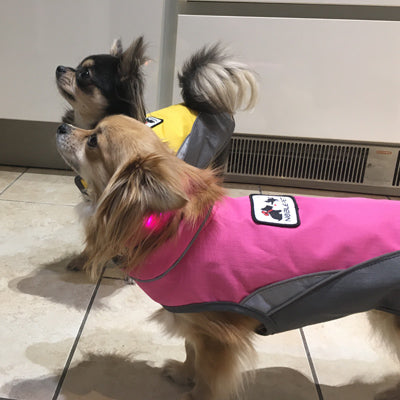 Small Dog Waterproof Reflective Adjustable Velcro Coat Yellow and Grey - My Chi and Me