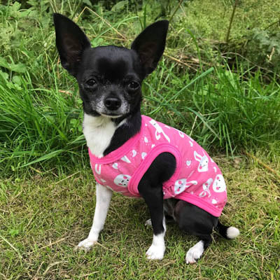 Chihuahua or Chihuahua Puppy Cotton Jersey Bunny Vest Chihuahua Clothes and Accessories at My Chi and Me