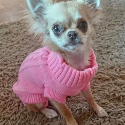 Small Dog Soft Pink Cable Knit Chihuahua Puppy Jumper 5 SIZES Chihuahua Clothes and Accessories at My Chi and Me