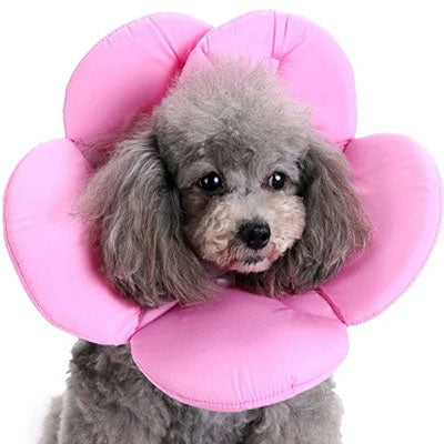 Post Surgery Soft Protective Flower Collar Pink Chihuahua Clothes and Accessories at My Chi and Me