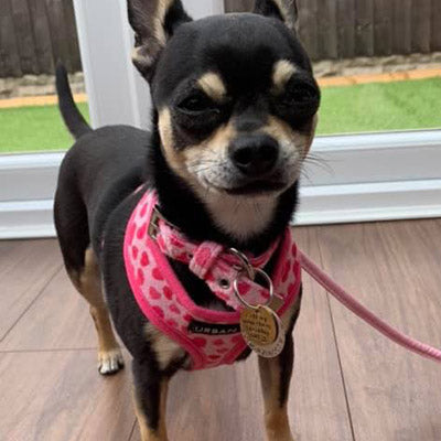 Pink Hearts Harness by Urban Pup - My Chi and Me