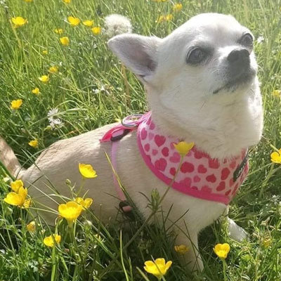 Pink Hearts Harness by Urban Pup - My Chi and Me