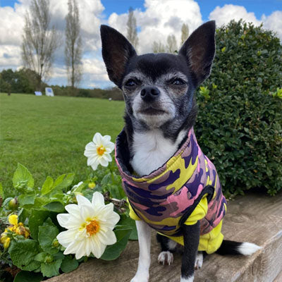 Chihuahua or Small Dog Coat Lime Navy and Pink Camouflage Gilet
