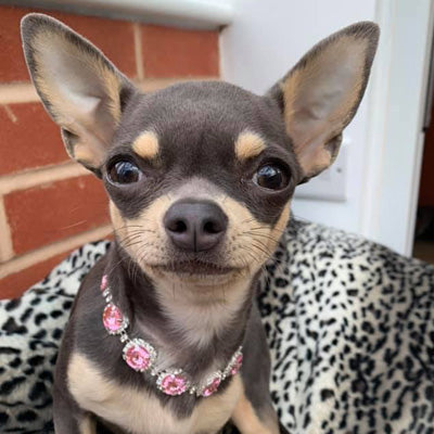 Chihuahua Bling Necklace Small Dog Pink Swarovski Crystal Collar 2 SIZES Chihuahua Clothes and Accessories at My Chi and Me
