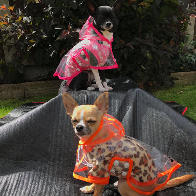 Orange Edged Waterproof Raincoat for Chihuahuas and Small Dogs - 3 SIZES Chihuahua Clothes and Accessories at My Chi and Me