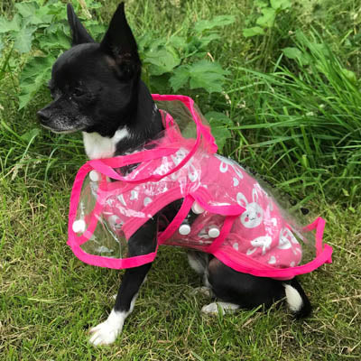Pink Edged Waterproof Raincoat for Chihuahuas and Small Dogs - 3 SIZES Chihuahua Clothes and Accessories at My Chi and Me