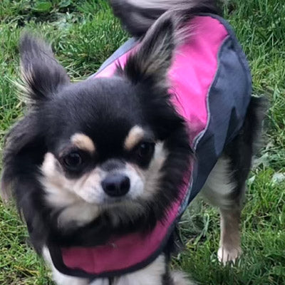 Small Dog Waterproof Reflective Adjustable Velcro Coat Pink and Grey - My Chi and Me