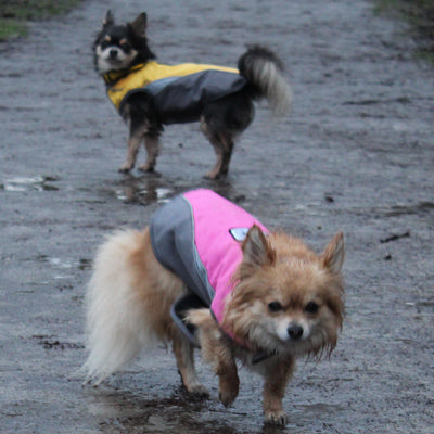 Small Dog Waterproof Reflective Adjustable Velcro Coat Yellow and Grey - My Chi and Me