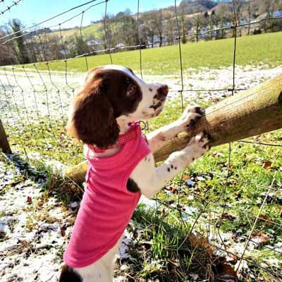 Chihuahua or Small Dog Fleece Jumper with D Rings For Leash Pink