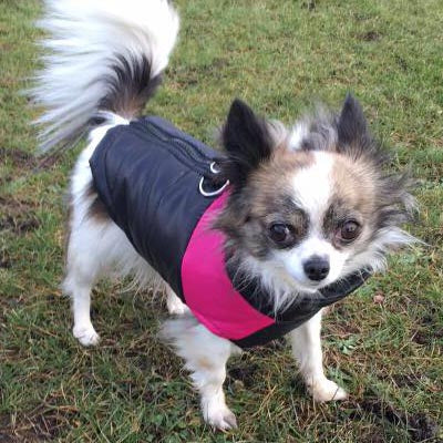Gilet Style Small Dog Coat Black And Pink - My Chi and Me