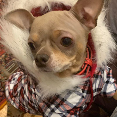 Urban Pup Red Plaid Small Dog Plaid Coat