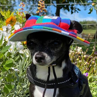 Rainbow Pride NHS Sun Hat for Chihuahua Small Dog or Puppy