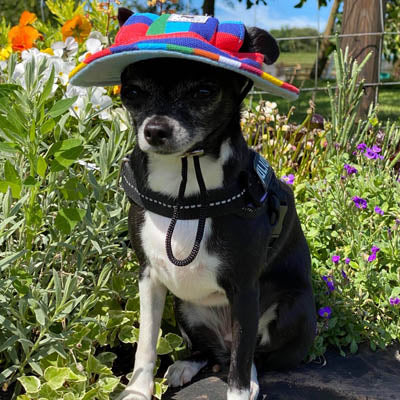 Rainbow Pride NHS Sun Hat for Chihuahua Small Dog or Puppy