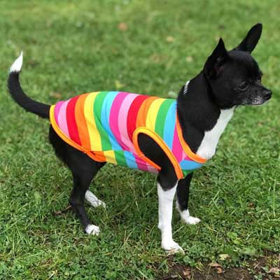 Chihuahua or Small Dog Rainbow Striped Pride T Shirt