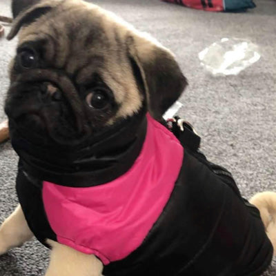 Gilet Style Small Dog Coat Black And Pink - My Chi and Me