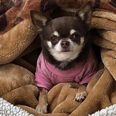 Chihuahua Puppy and Small Dog Knitted Cosy Fleece Lined Jumper 9 COLOURS Medium Chihuahua Clothes and Accessories at My Chi and Me