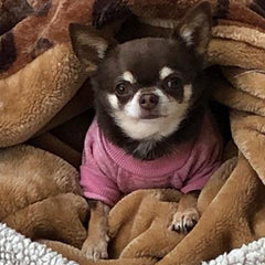 Chihuahua Puppy and Small Dog Knitted Cosy Fleece Lined Jumper 8 COLOURS Small Chihuahua Clothes and Accessories at My Chi and Me