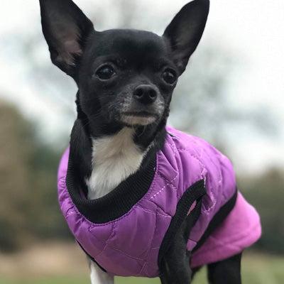 Water Resistant Padded Quilted Purple Dog Gilet Chihuahua Clothes and Accessories at My Chi and Me
