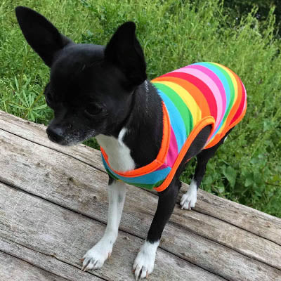 Chihuahua or Small Dog Rainbow Striped Pride T Shirt Chihuahua Clothes and Accessories at My Chi and Me