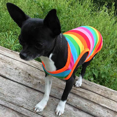 Chihuahua or Small Dog Rainbow Striped Pride T Shirt Chihuahua Clothes and Accessories at My Chi and Me